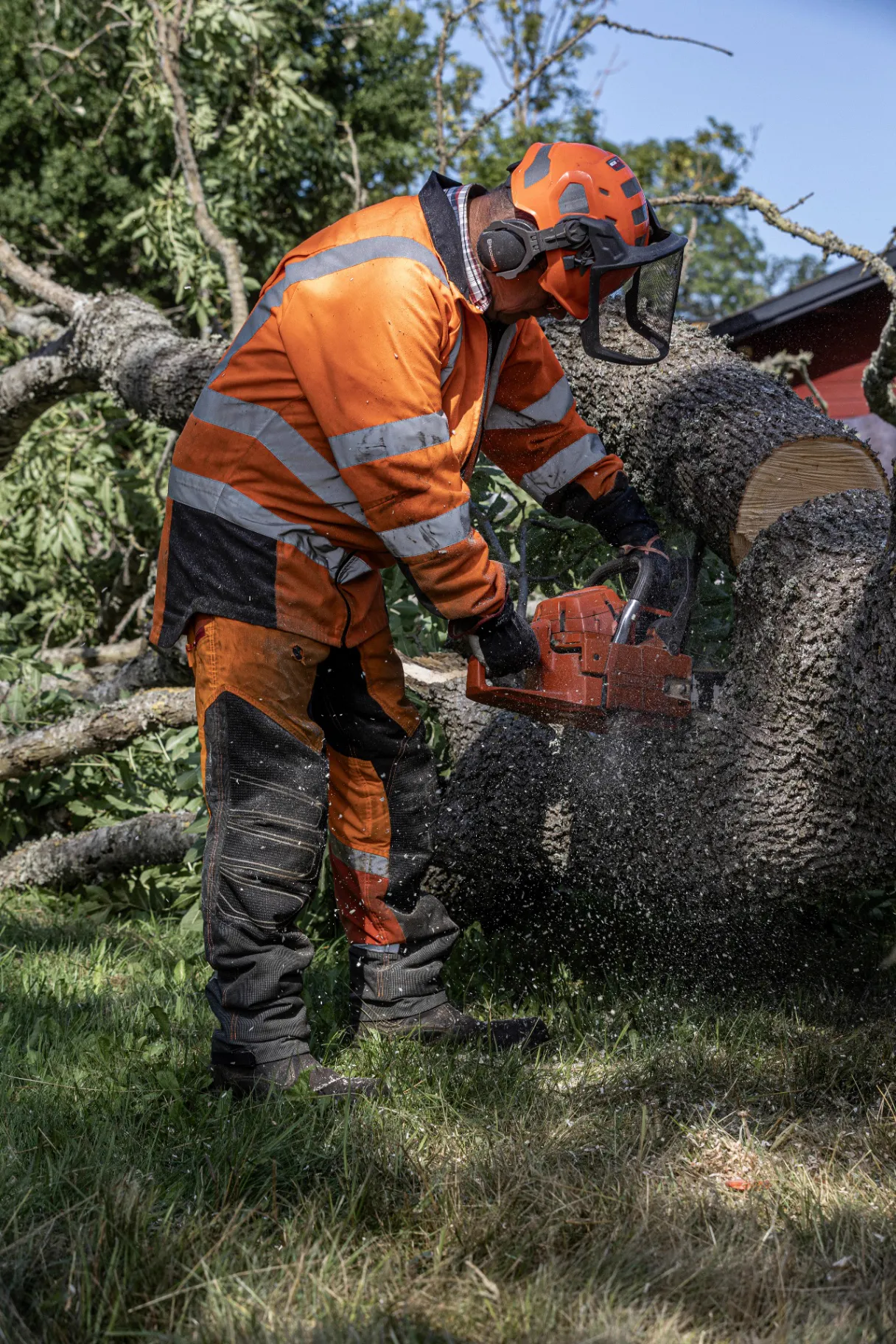 Professional arborist in safety gear cutting fallen tree trunk after storm in Tweed Shire