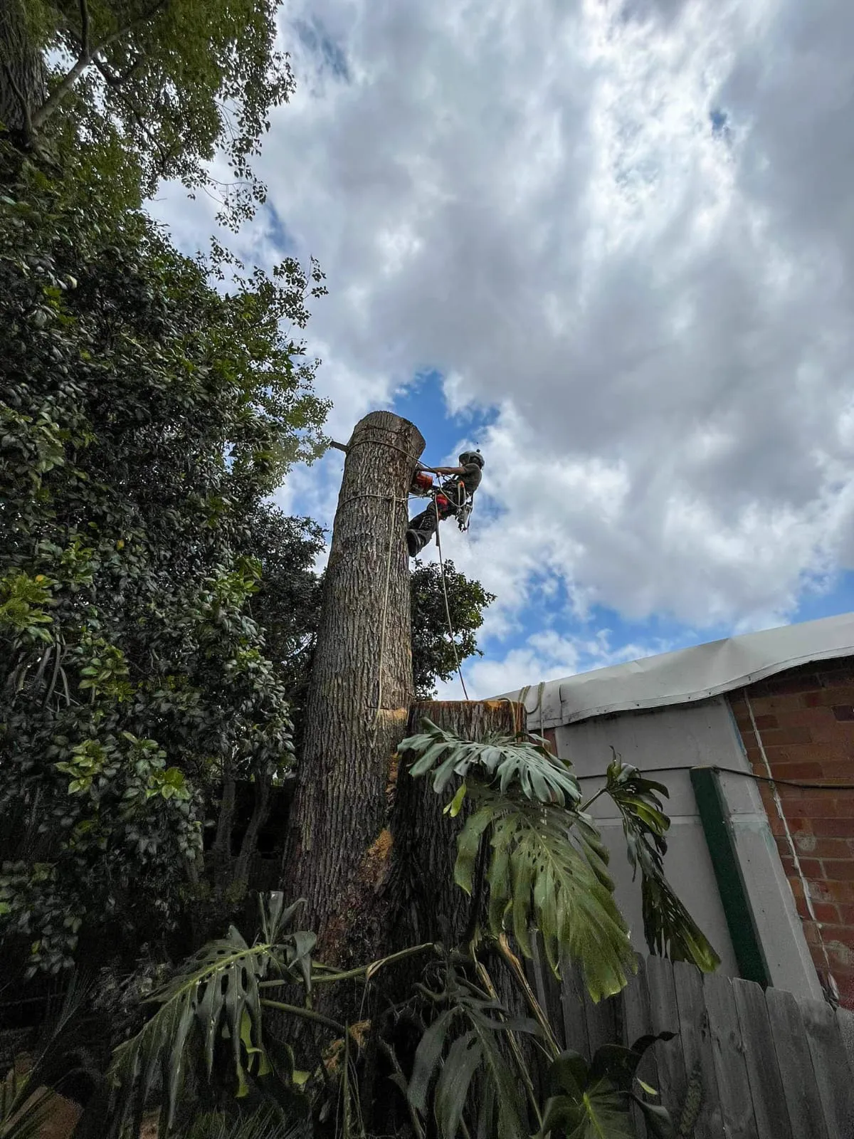 Tree removal specialist safely cutting large Camphor Laurel near residential property in Tweed Shire
