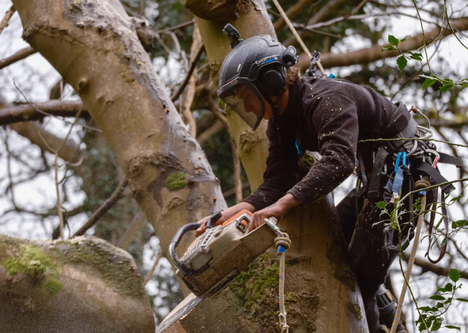 Arborist using chainsaw in tree - professional tree removal Tweed Coast