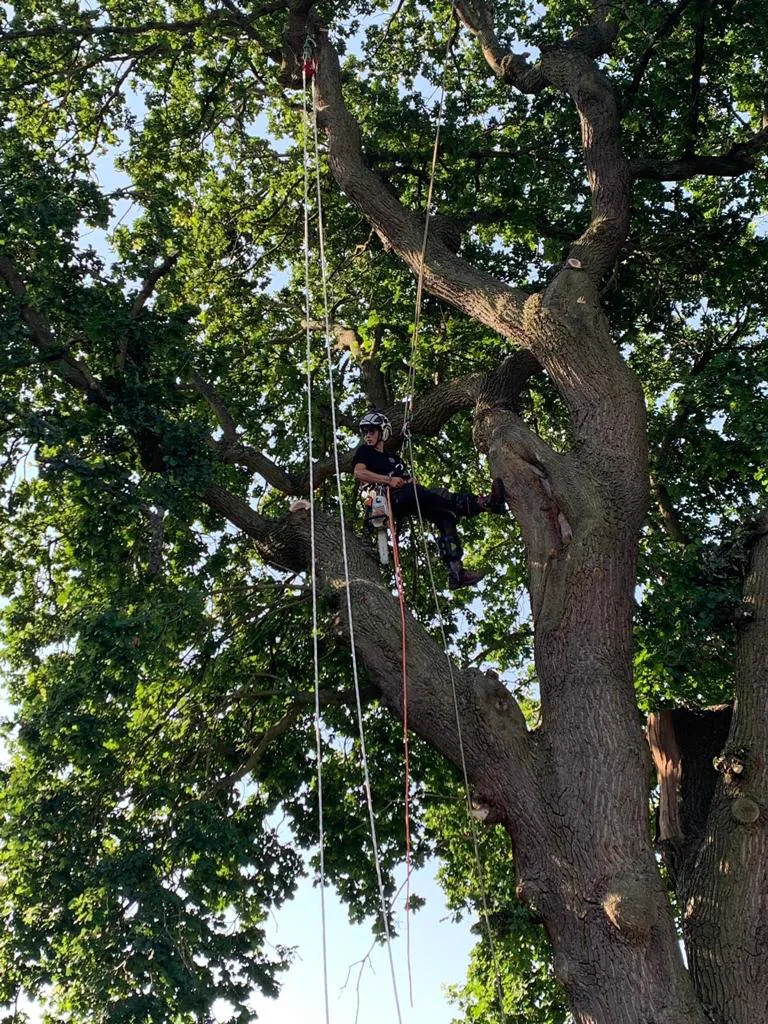 Arborist with ropes and harness working high in large tree canopy for tree removal services in Brisbane