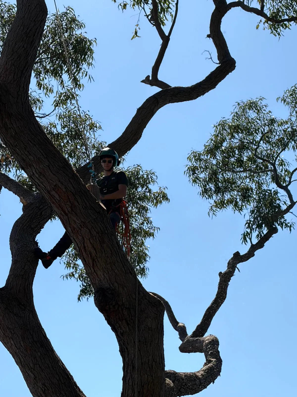Arborist in eucalyptus tree overlooking Brisbane suburbs, tree removal service area QLD
