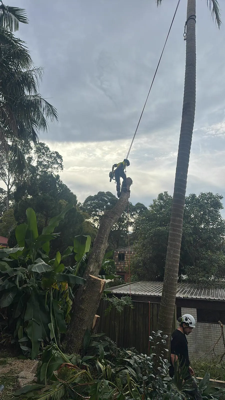 Emergency Tree Removal