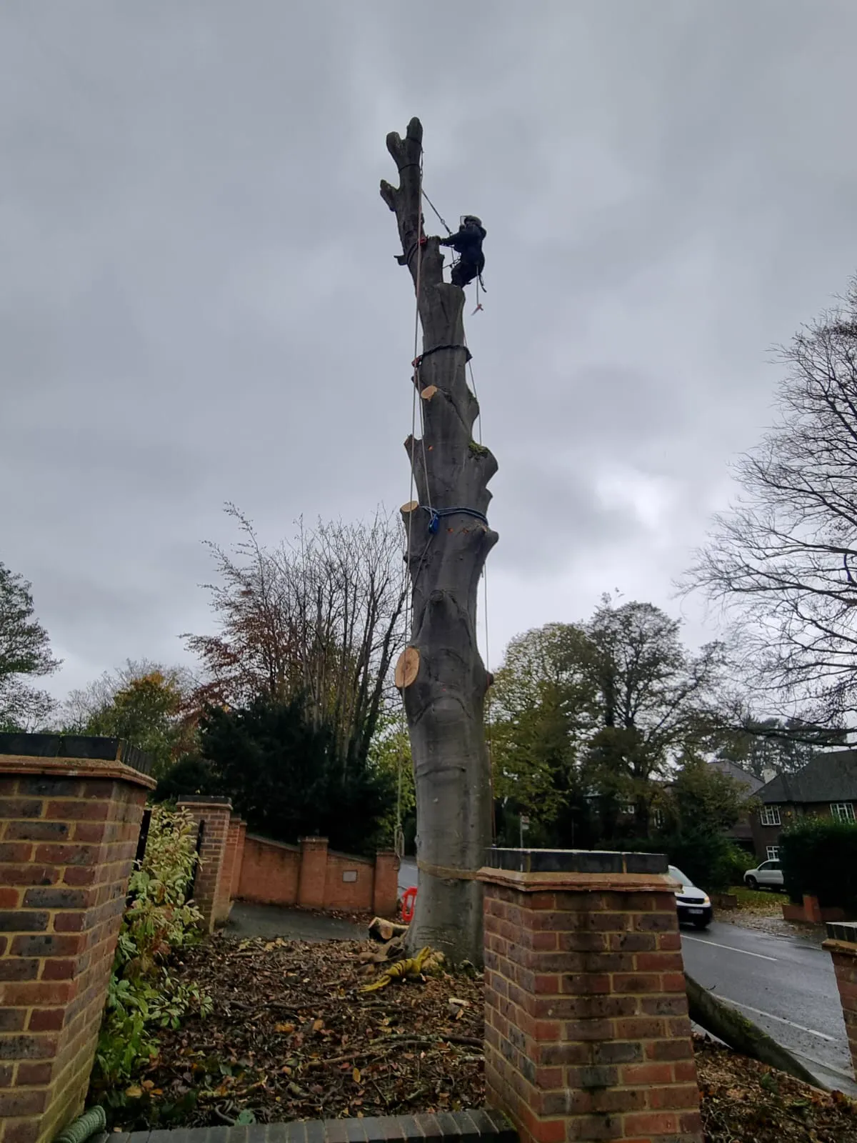 Arborist climbing tall tree for removal in residential area