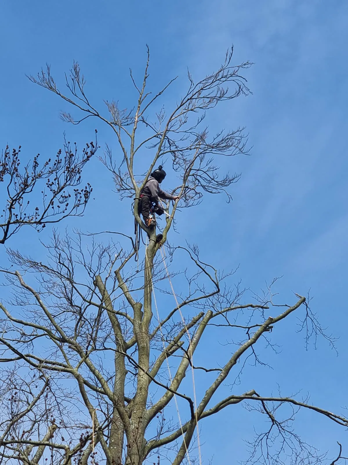 Professional arborist climbing high in tree canopy