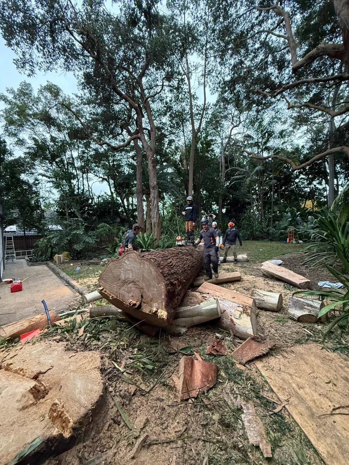 Tree crew processing large trunk in Murwillumbah near Tweed Heads