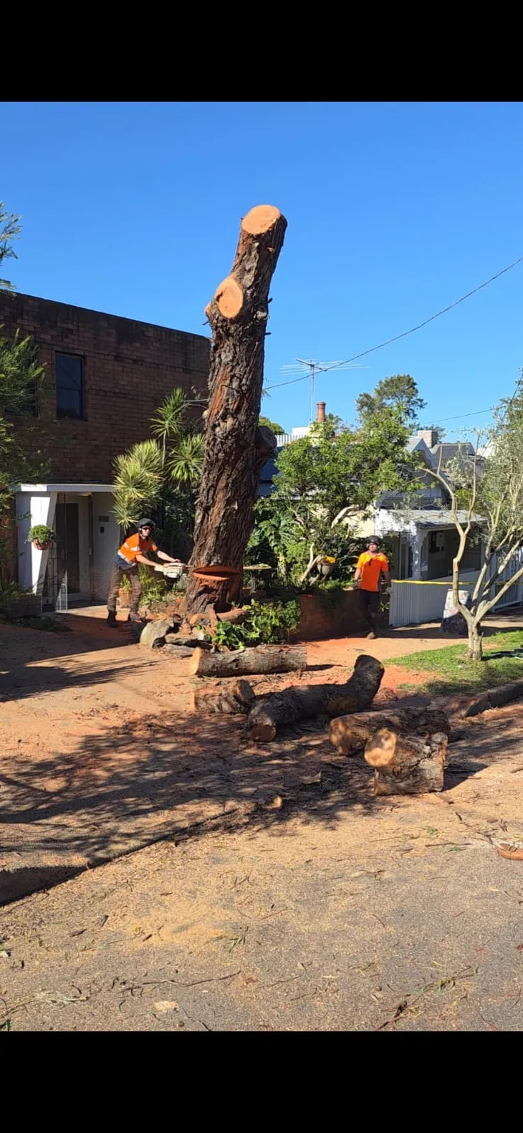 Controlled tree felling in Tweed Heads residential backyard