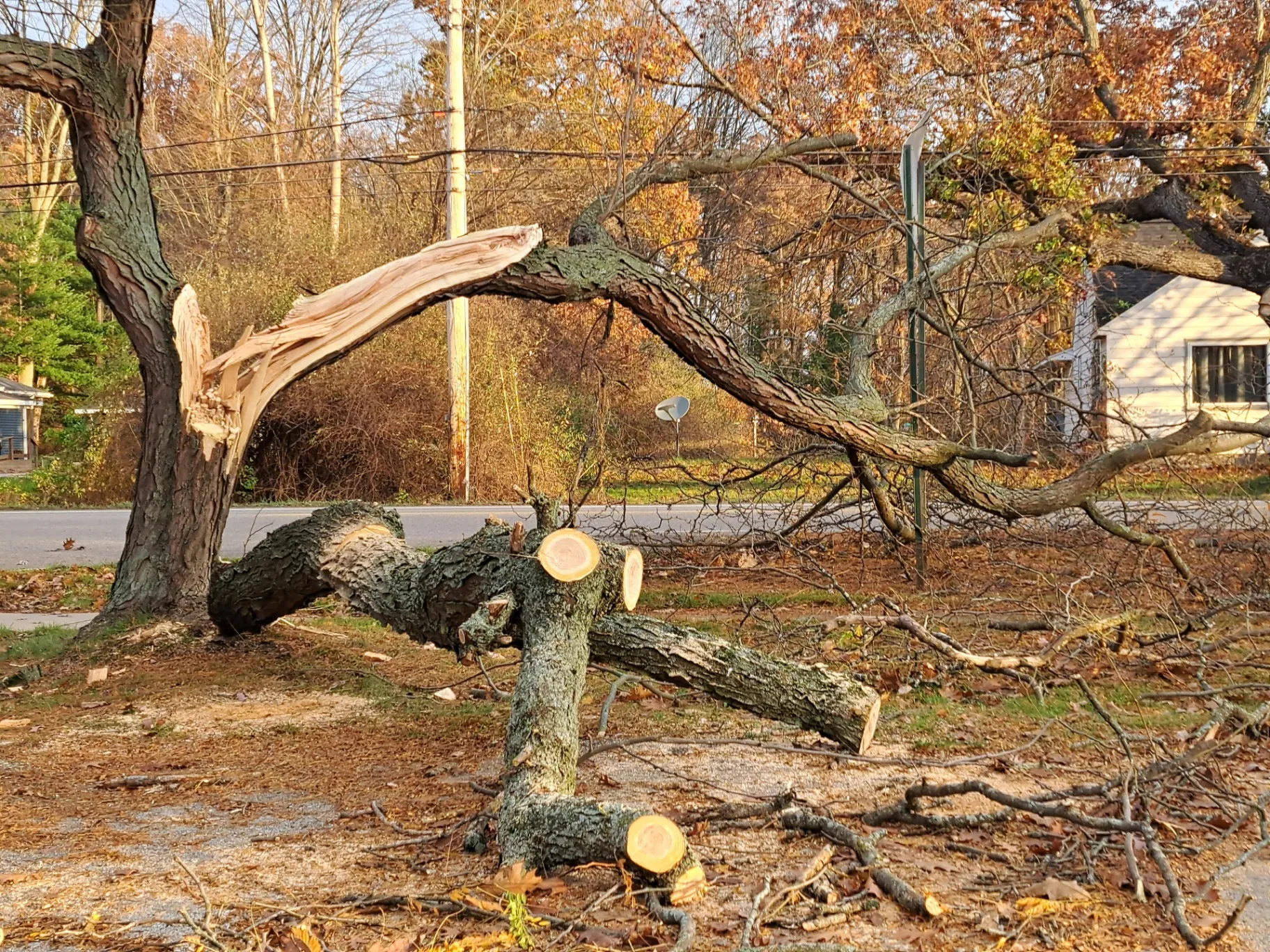 Storm damaged tree with broken branch requiring emergency removal near Gold Coast property