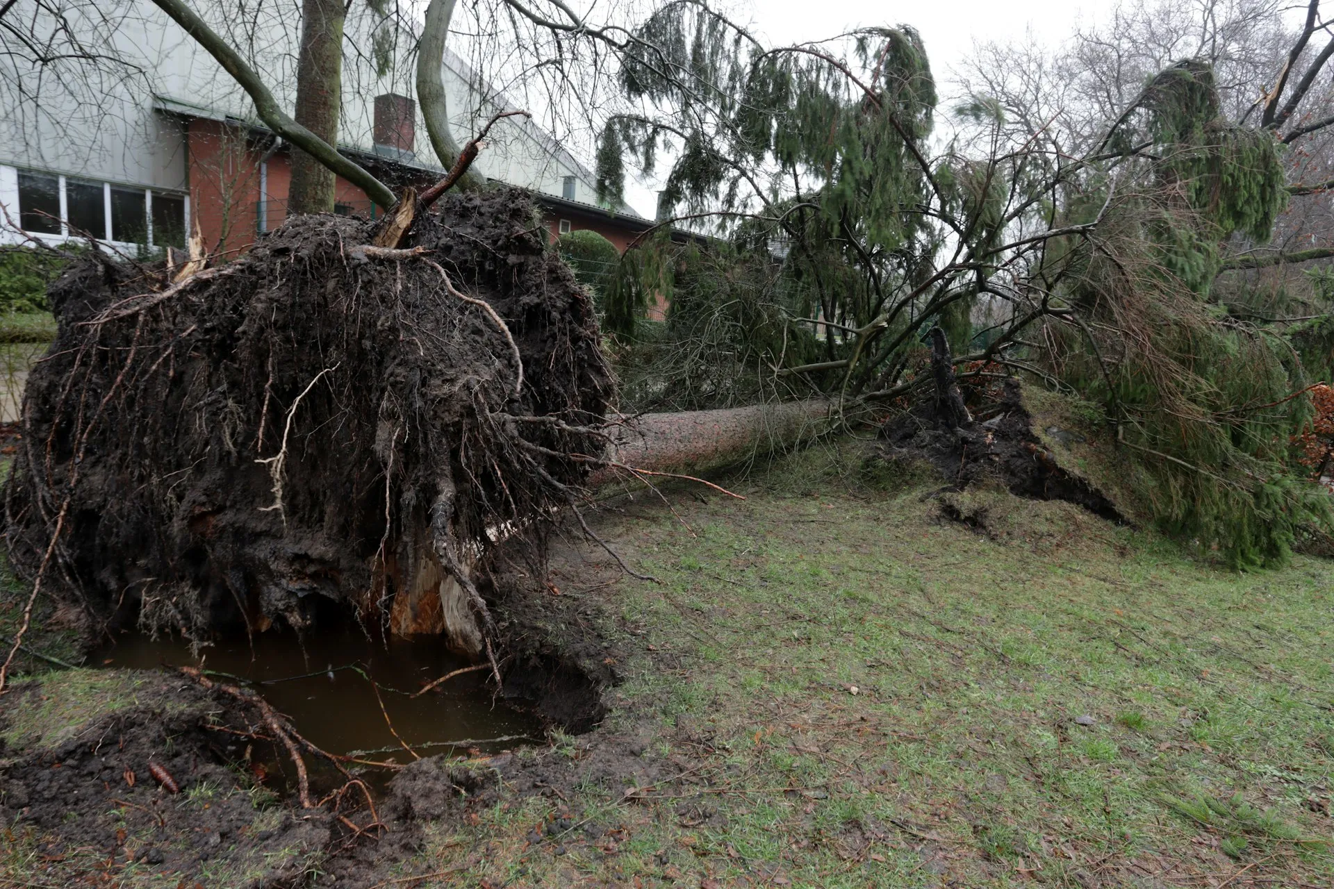 Storm damaged tree fallen on property requiring emergency removal