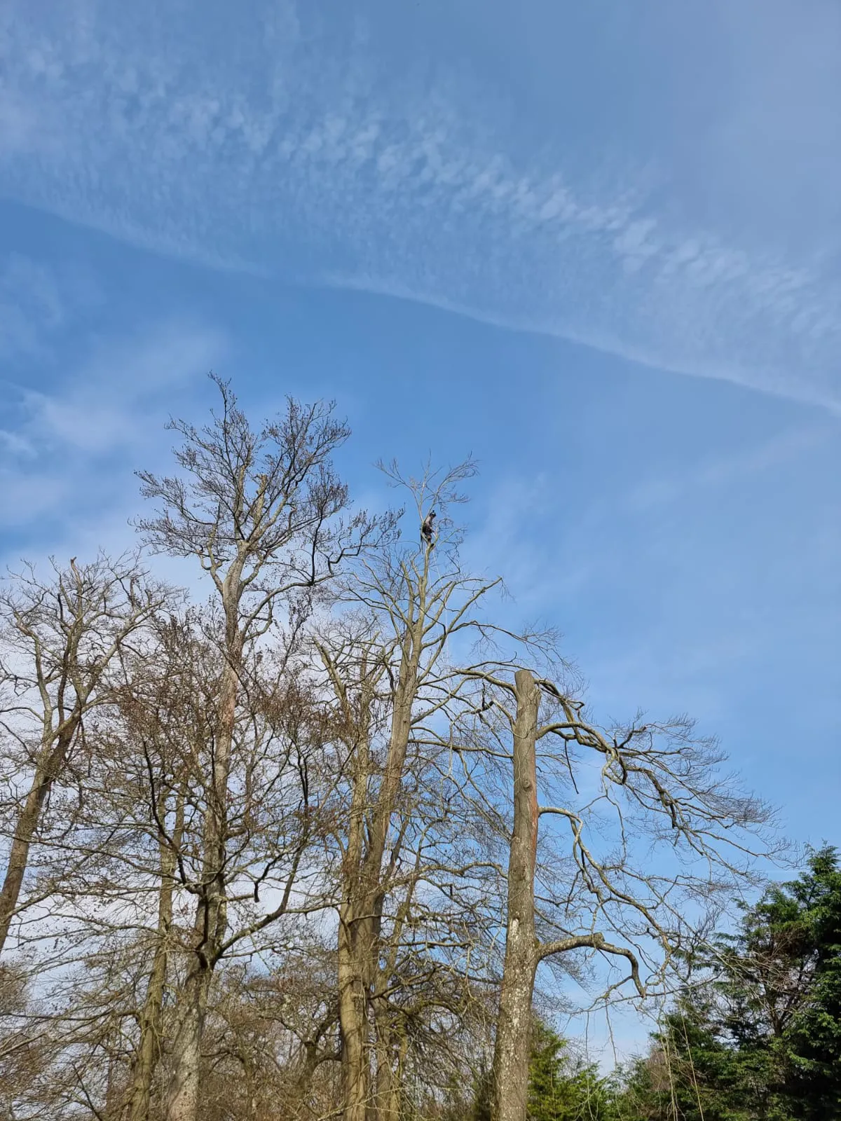 Certified tree climber removing tall dead trees on Tweed Coast residential property