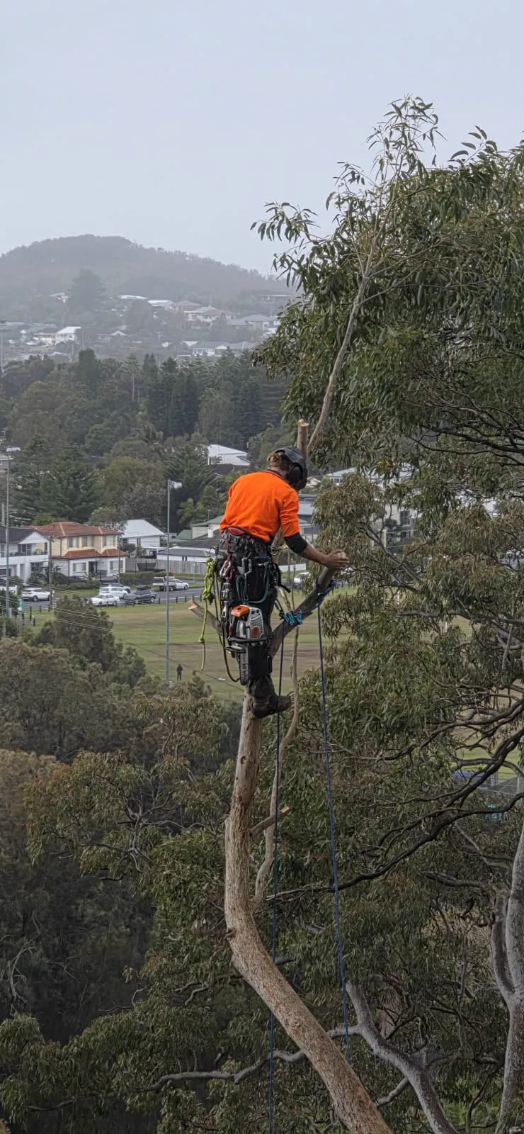Arborist in hi-vis climbing tall eucalyptus for tree removal in Redlands, Brisbane QLD